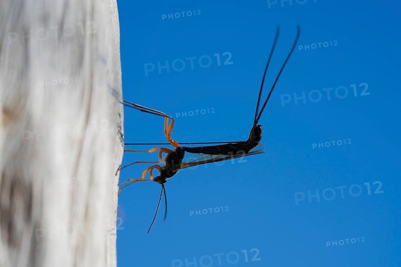 A black slip wasp laying eggs in dead wood