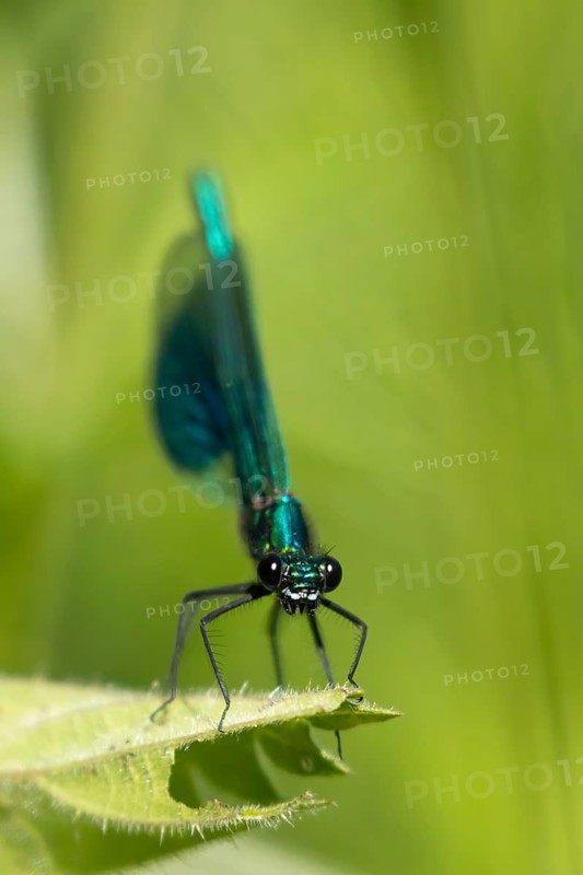 Banded demoiselle damselfly (Calopteryx splendens) adult male insect resting on a leaf in the summer, Suffolk, England, United Kingdom