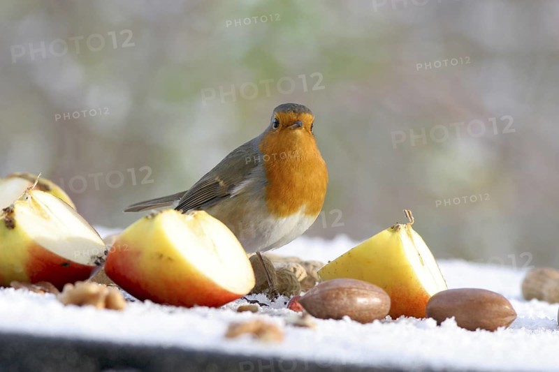 European Robin (Erithacus rubecula), Baden-Wuerttemberg, Germany