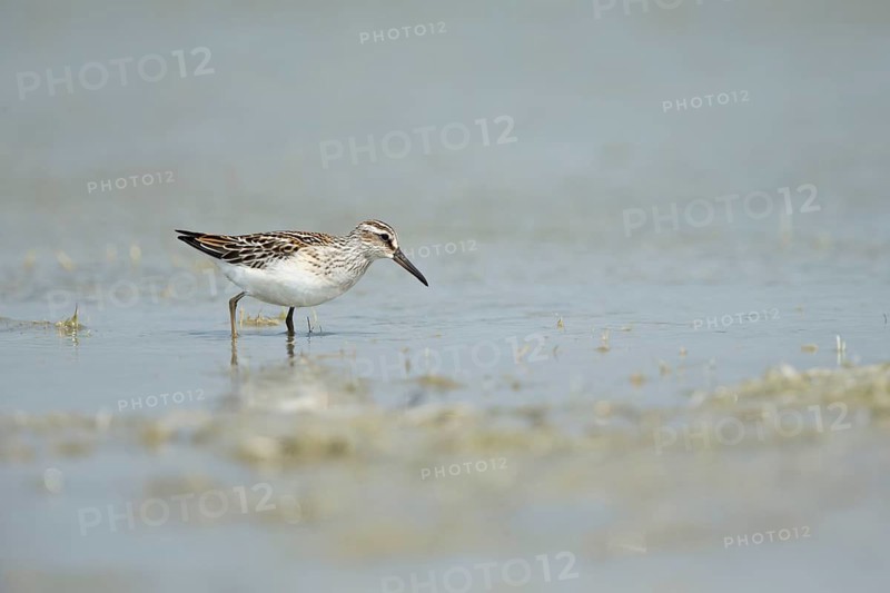Broad-billed Sandpiper (Calidris falcinellus sibirica) foraging, Dornod Aimag, Mongolia