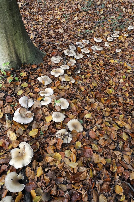 Clouded agaric (Lepista nebularis) Cloud funnel mushrooms forming fairy ring in beech forest