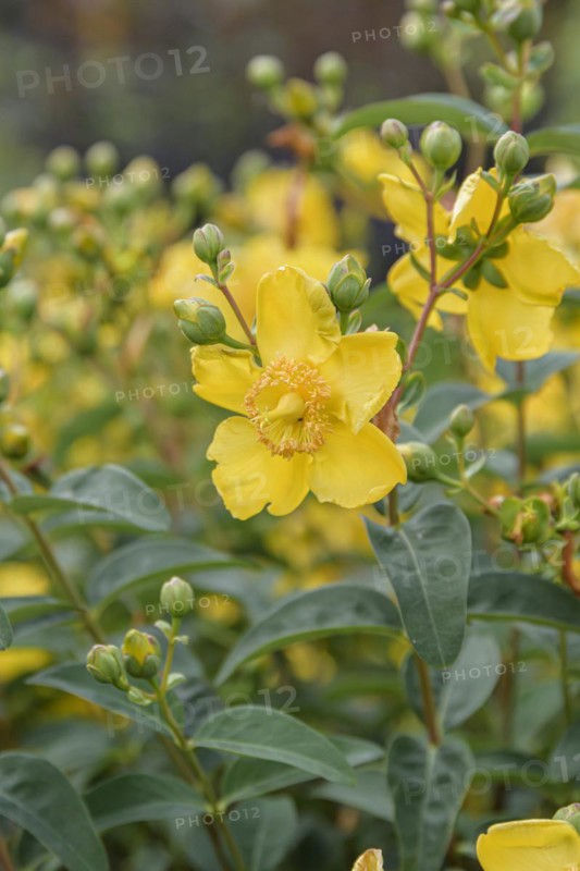 St. John's Wort (Hypericum 'Hidcote'), Anchers Havecenter, Bautzen, Saxony, Germany