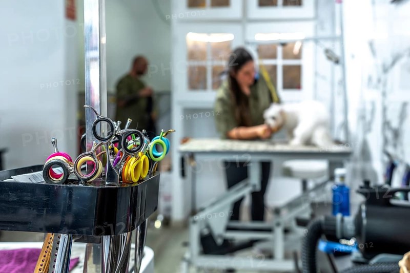 Grooming tools are resting on a cart while an unrecognizable woman grooms a maltese dog on a table in a professional pet salon, focusing on animal care and hygiene