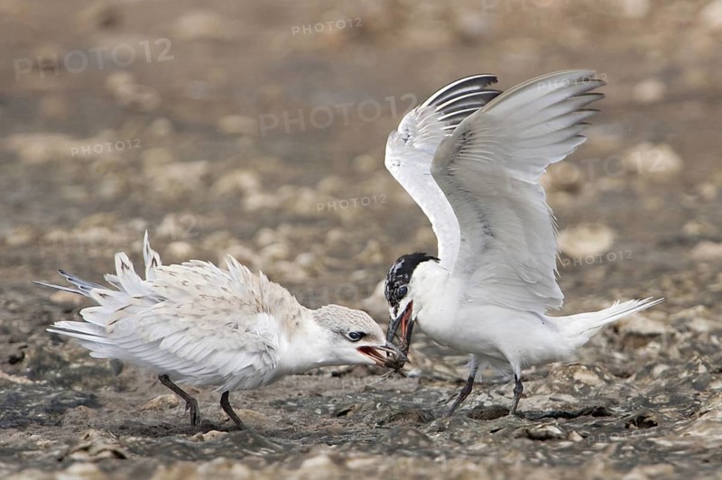 Gull-billed Tern (Gelochelidon nilotica), Texas, USA