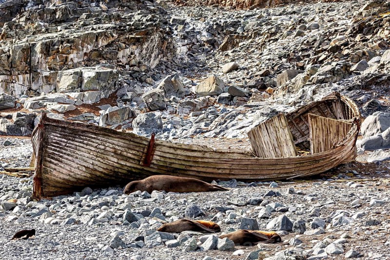 An old wooden boat lies abandoned on a rocky shore next to sleeping sea lions in harsh conditions, Old whaling boat on the beach in the Antarctic