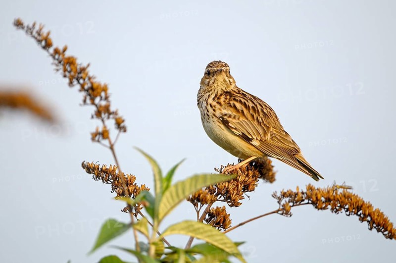 Heidelerche (Lullula arborea), Woodlark, singendes Maennchen, morgens, Mai, Oberhausen, Ruhrgebiet, Nordrhein-Westfalen, Deutschland