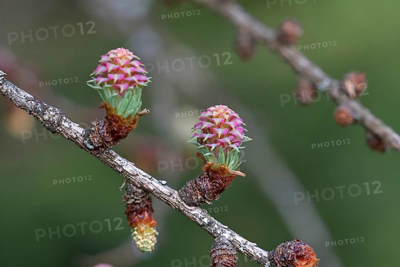 Female flowers of the larch (Larix decidua), growing into cones, Wilnsdorf, North Rhine-Westphalia, Germany