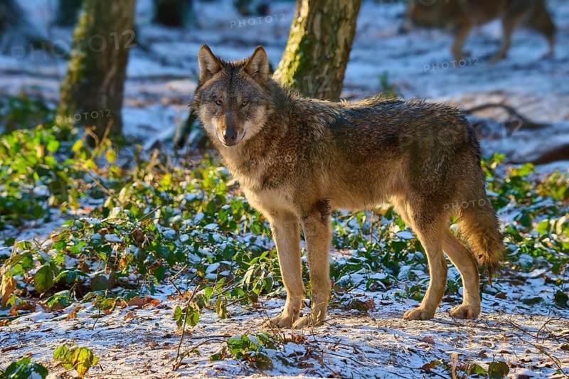 A wolf stands in a snowy forest, illuminated by sunlight, calm and alert, winter, wolf (Canis lupus), Germany