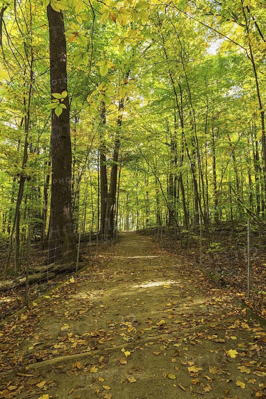 Long dirt walking trail with fallen leaves in mixed forest of tall backlit Acer - Maple, Betula - Birch and Quercus - Oak trees in autumn, Quebec, Canada