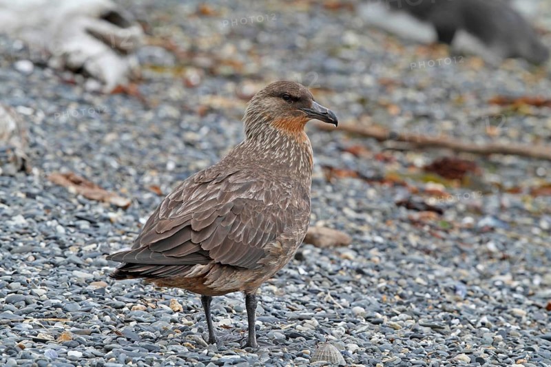 Chilean Skua (Stercorarius chilensis), Tierra del Fuego, Argentina