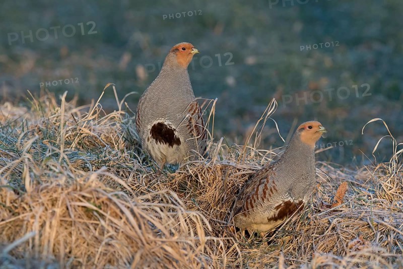 Grey Partridge (Perdix perdix), Thuringia, Germany