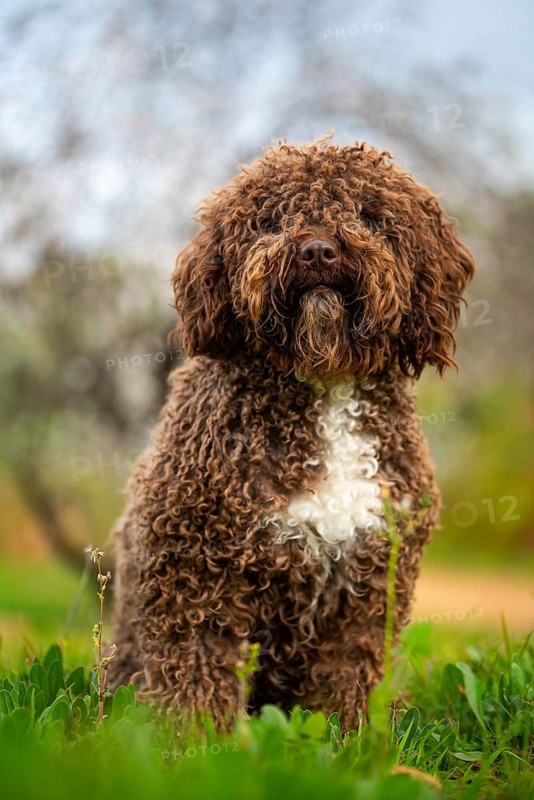 An Andalusian water dog with a rich, curly brown coat sits attentively amidst vibrant greenery, showcasing its distinctive features and serene environment