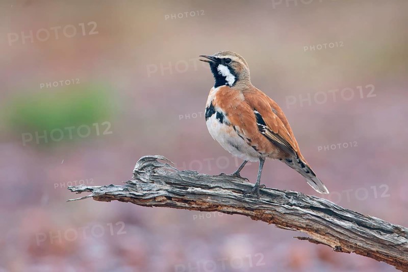 Cinnamon Quail-thrush (Cinclosoma cinnamomeum) male singing, South Australia, Australia