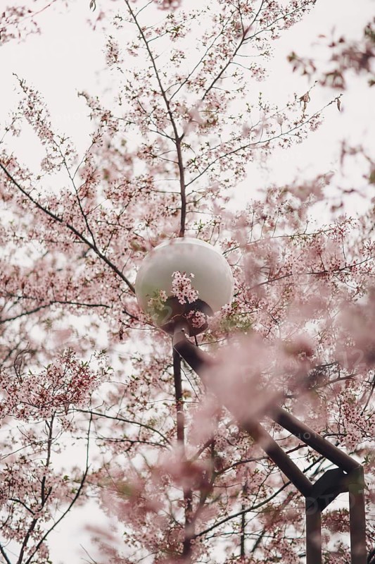 A streetlight is gracefully surrounded by blooming sakura flowers, creating a stunning display of delicate pink petals in the heart of Japan's cherry blossom season