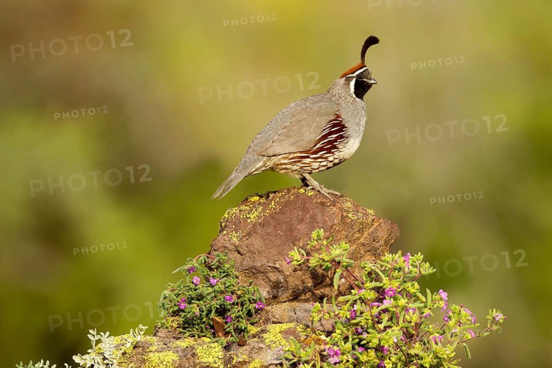Gambel's Quail Callipepla gambelii Tucson, Arizona, United States 21 May Adult Male Phasianidae