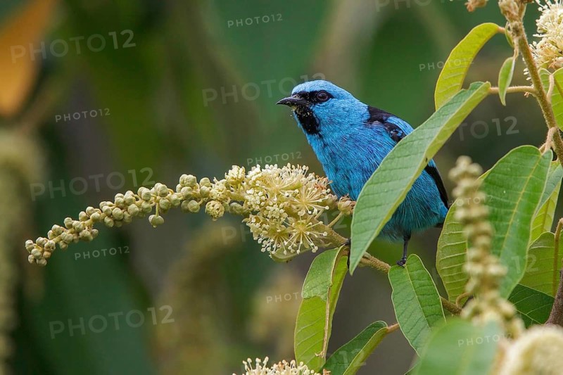 Black-legged Dacnis (Dacnis nigripes) perched on a branch in the Atlantic rainforest of southeast Brazil
