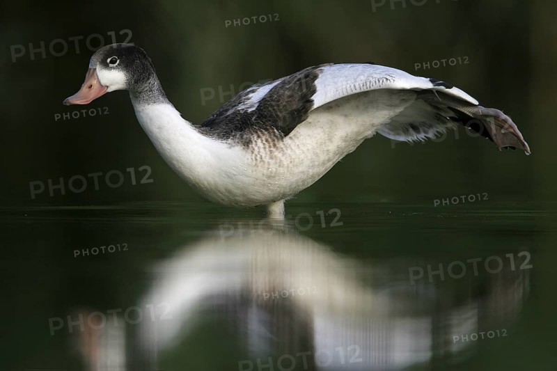 Common Shelduck (Tadorna tadorna), Rhineland-Palatinate, Germany