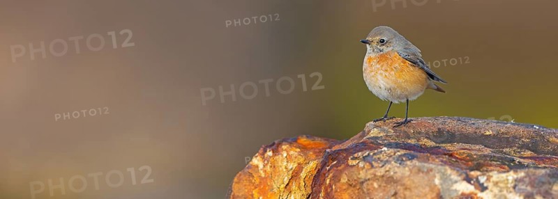 Common Redstart, Redstart, (Phoenicurus phoenicurus), Flycatcher, Mannheim, Baden-Württemberg, Germany