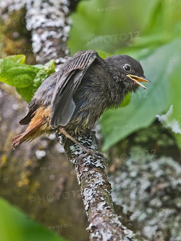 Black Redstart (Phoenicurus ochruros) juvenile, Bavaria, Germany