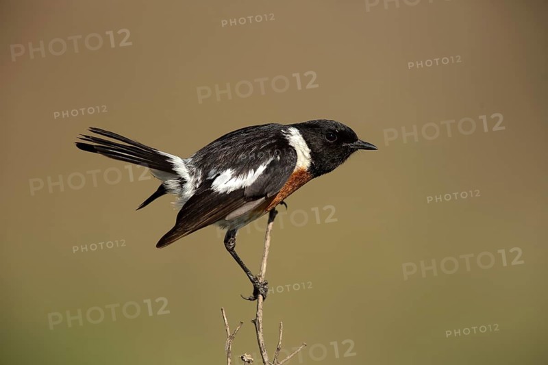 African Stonechat (Saxicola torquatus) male perched on a branch, Gauteng, South Africa
