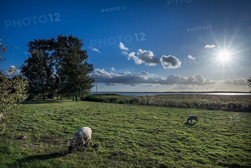 Sheep grazing on the ground, Sonnenstern, Darß, Mecklenburg-Western Pomerania, Germany