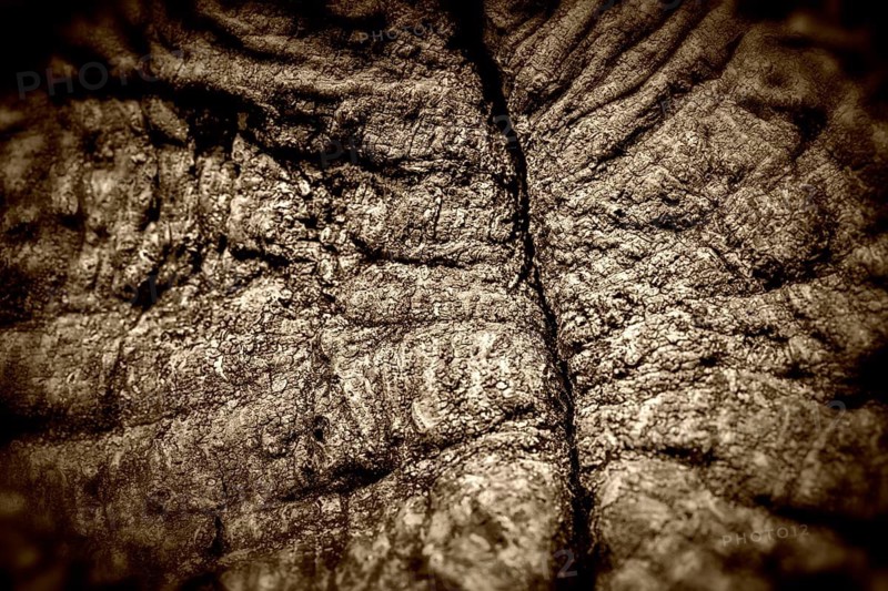 Bark structures, Primeval forest Urwald Sababurg, Weser Uplands, Weserbergland, Hesse, Germany
