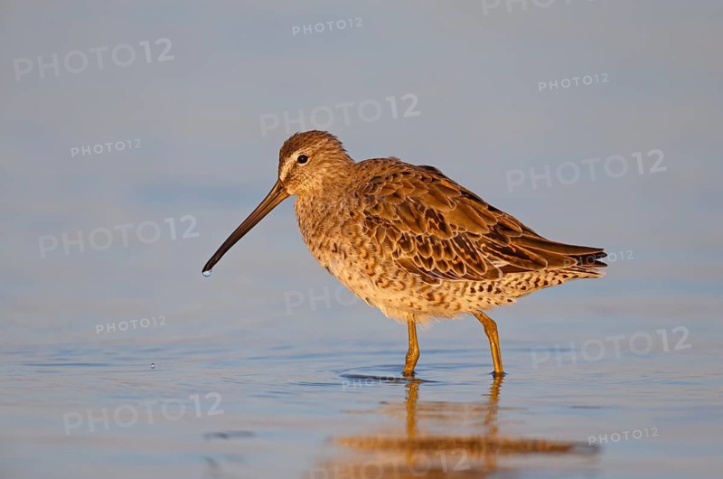 Short-billed Dowitcher (Limnodromus griseus) foraging, Florida, USA