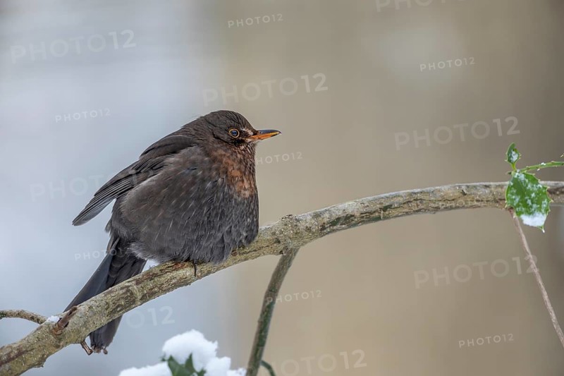 The female blackbird (Turdus merula) defies the cold with fluffed up-up plumage, winter, snow, December, Germany