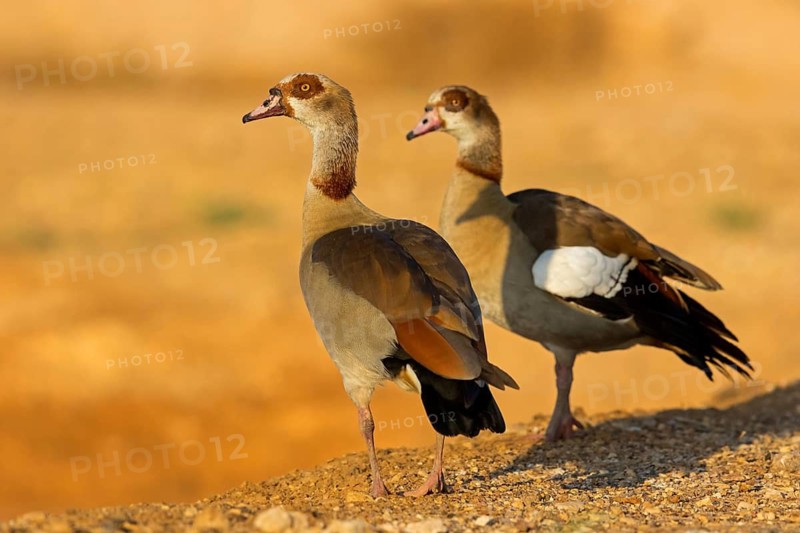 Nilgans, Egyptian Goose, Alopochen aegyptiacus, Ouette d'Égypte, Oie d'Égypte, Ganso del Nilo