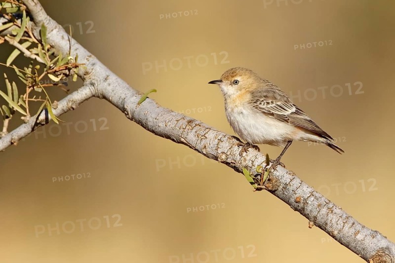 Crimson Chat (Epthianura tricolor) female, Northern Territory, Australia