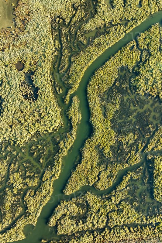 Aerial photograph captures the intricate, winding waterways of the Guadalquivir Marshes, showcasing the lush, vibrant wetlands in stunning detail