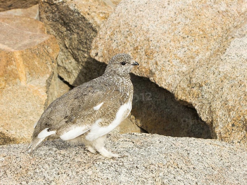 White-tailed Ptarmigan (Lagopus leucura) juvenile, California, USA