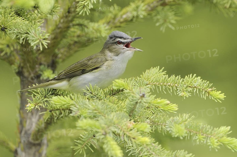 Red-eyed Vireo (Vireo olivaceus), Alberta, Canada