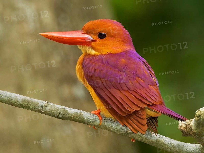 Ruddy Kingfisher (Halcyon coromanda), Singapore