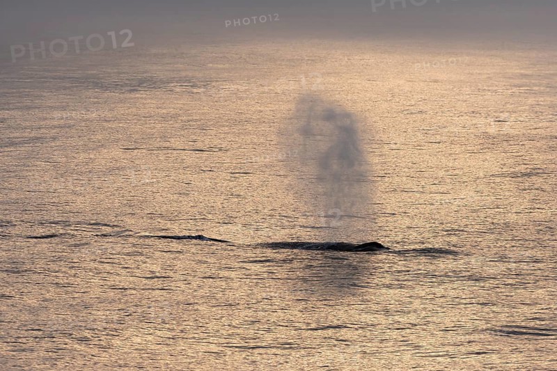 Blas, humpback whale (Megaptera novaeangliae), Barents Sea, Northeast Iceland, Svalbard and Jan Mayen archipelago, Norway