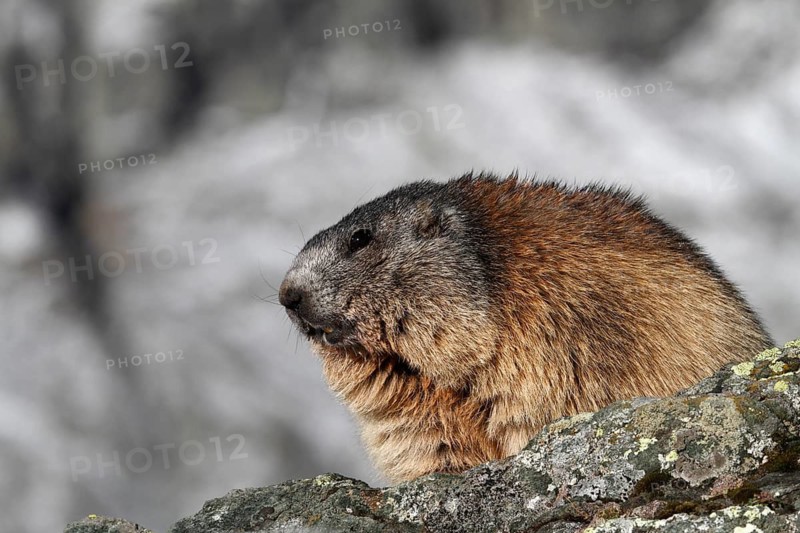 One adult Alpine Marmot, Marmota marmota, resting on a rock. A snowy mountain in the distant background