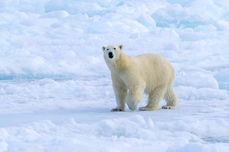 Lone polar bear (Ursus maritimus) hunting on pack ice, drift ice in the Arctic Ocean along the Svalbard coast, Spitsbergen, Norway