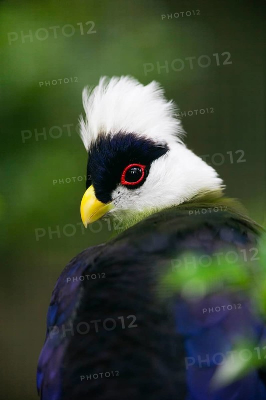 White-crested Turaco (Tauraco leucolophus), portrait of adult bird, native to African eastern Nigeria and western Kenya, captive, Germany