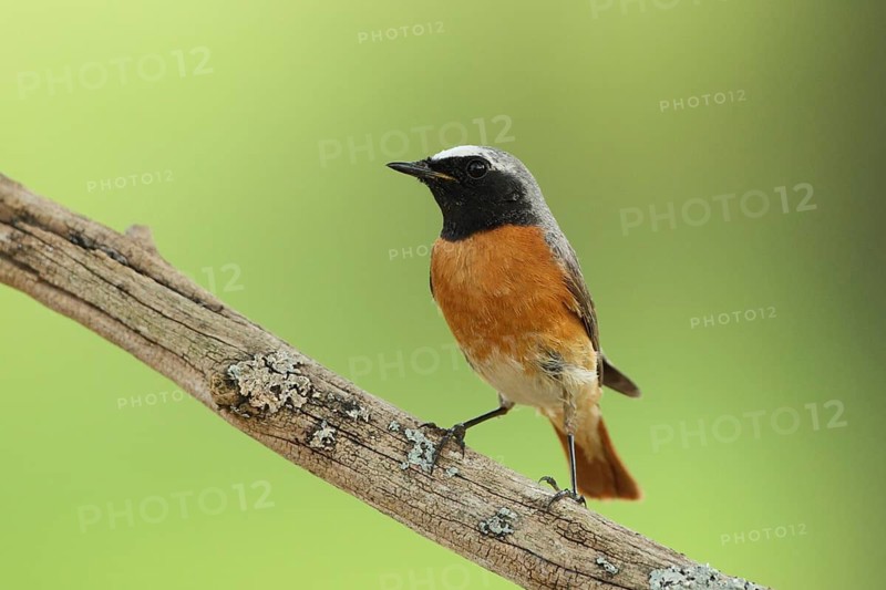 Common Redstart (Phoenicurus phoenicurus) male, Baden-Wuerttemberg, Germany
