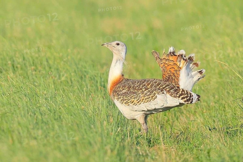 Great Bustard (Otis tarda), steppe bird, extremely rare bird species, threatened with extinction, heaviest flying bird, male, cock, wildlife, nature photography, Lake Neusiedl, Hansag, Burgenland, Hungary, Austria, Western Europe