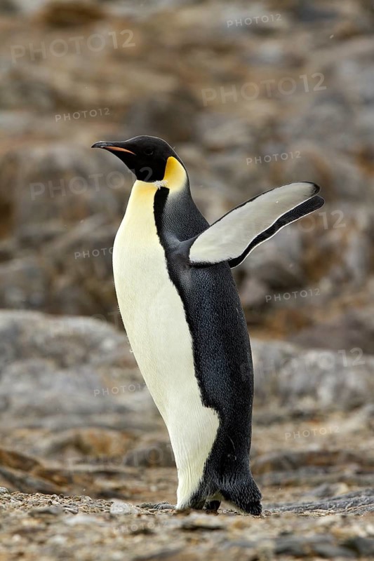 Emperor Penguin (Aptenodytes forsteri), Ross Sea Antarctica