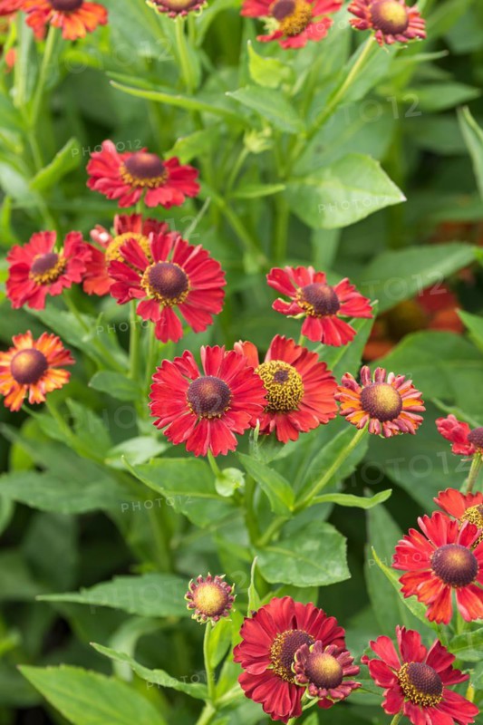 Sunflower (Helenium 'Ruby Tuesday'), Cambridge Botanical Garden, Germany