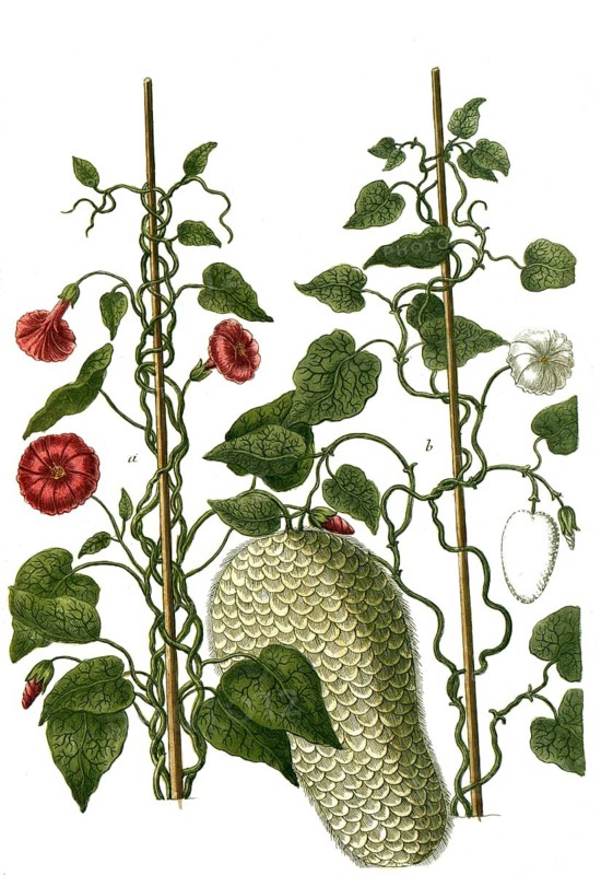 Botany, plants, a. mechoacanna vera sativa, b. mechoacanna sylvestris