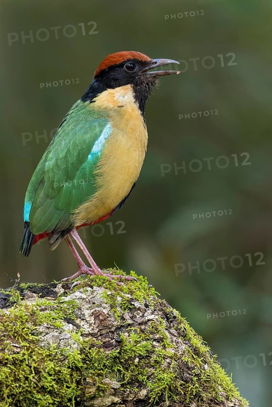 Noisy Pitta (Pitta versicolor) perched on a branch in eastern Australia