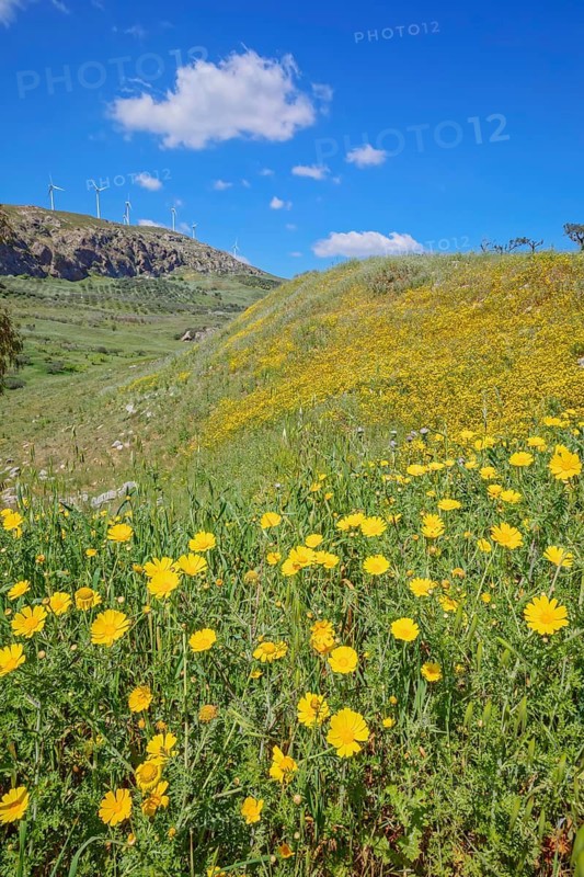 Wild flowers blooming and in the background wind turbines, Realmonte, Agrigento, Sicily, Italy