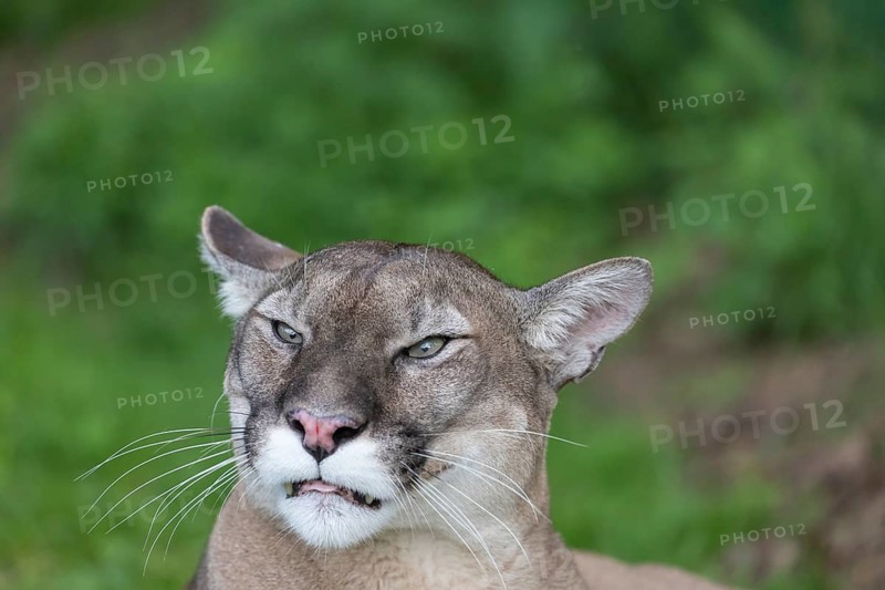 One male cougar, Puma concolor, frontal portrait with green vegetation in the background. Snarling