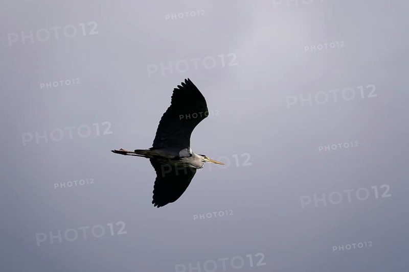 Grey heron in flight, spring, Saxony, Germany