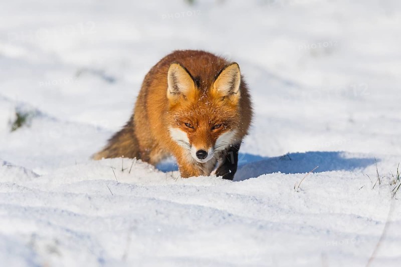 European Red Fox (Vulpes vulpes), walking across a snow covered field, looking for prey, in winter, Hesse, Germany