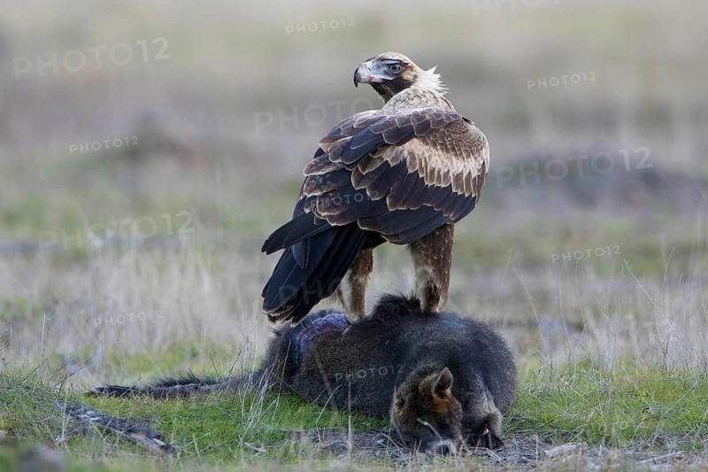 Wedge-tailed Eagle (Aquila audax) juvenile on the carcass of a Swamp Wallaby (Wallabia bicolor), Victoria, Australia