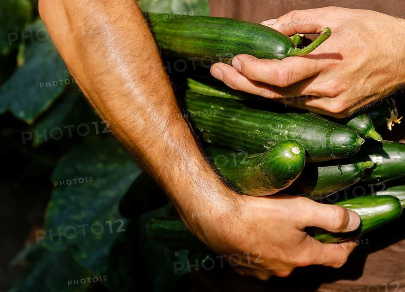 Wittichenau, Upper Lusatia, Saxony, Germany - Cucumber harvest at the Domanja farm and vegetable farm, an employee harvests the ripe cucumbers in the greenhouse